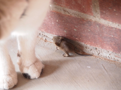 [Max's legs are about facing the camera about two inches from the brick house wall. The mouse has its tiny self pressed into the brick as it walks away from the front of the cat.]